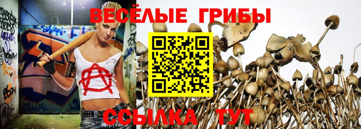 Богородицк  Псилоцибиновые грибы Psilocybe  Вход с VPN 